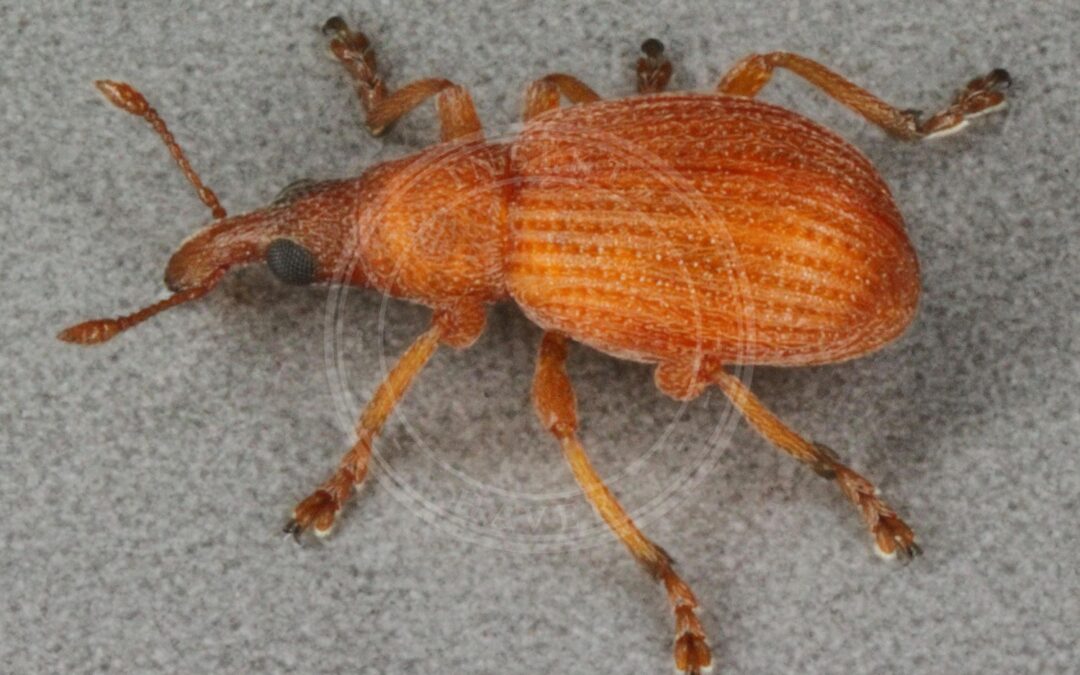 Her ses et billede af arten Apion haematodes. Fotoet er taget af Janet Graham og hentet fra Wikimedia Commons (CC BY 2.0).