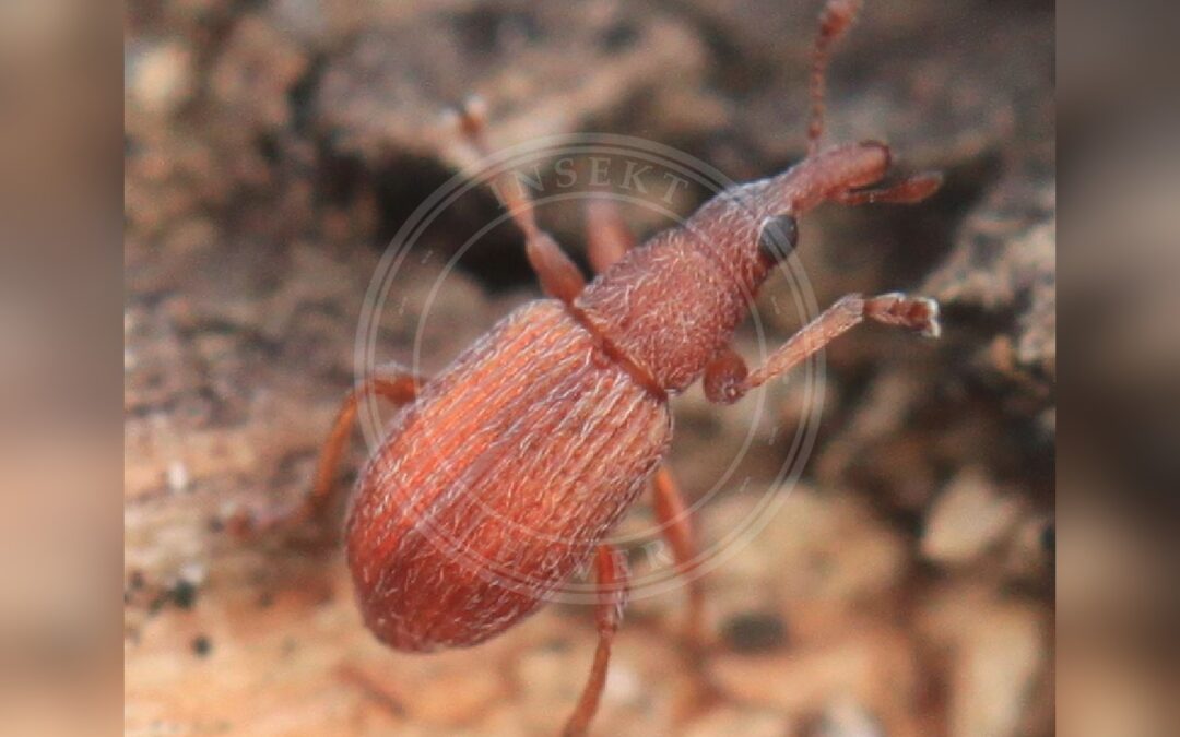 Her ses et billede af arten Apion rubiginosum. Fotoet er taget af Slimguy og hentet fra Wikimedia Commons (CC BY 4.0).