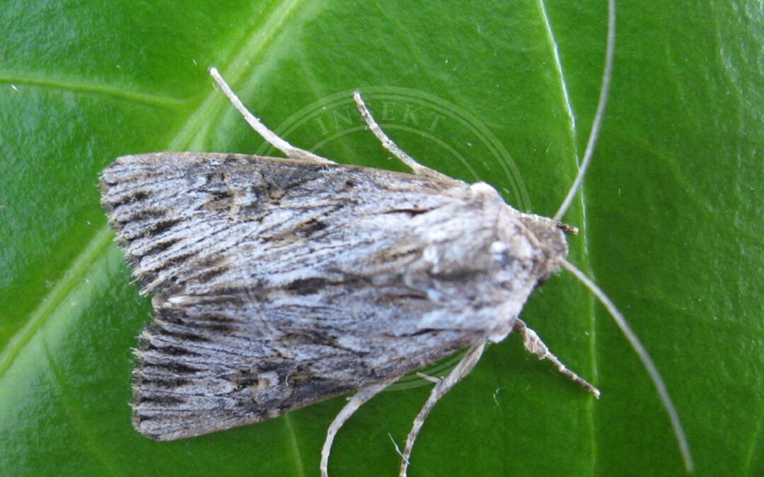 Aporophyla australis – Aporophyla australis