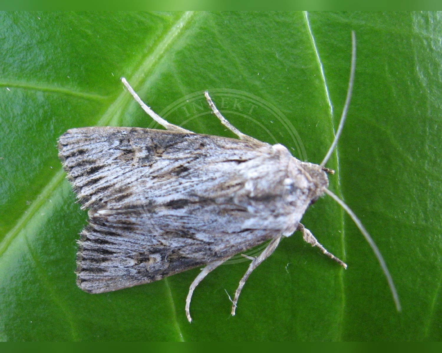 Her ses et billede af arten Aporophyla australis. Fotoet er taget af Joop de Bakker (Waarneming.nl) og hentet fra Wikimedia Commons (CC BY 3.0).
