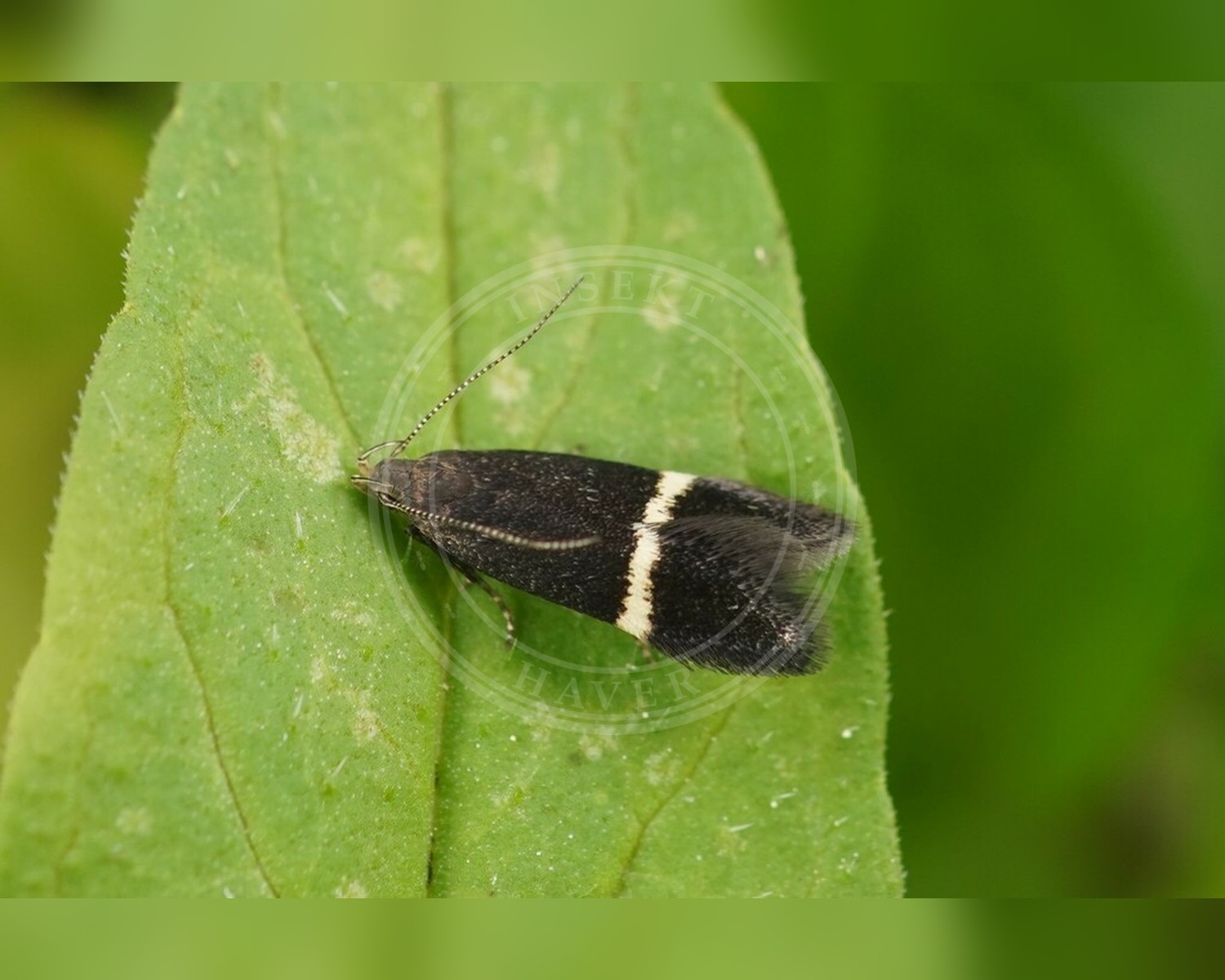 Her ses et billede af arten Aproaerema cinctella. Fotoet er taget af Linda Lötjönen og hentet fra iNaturalist (CC BY).
