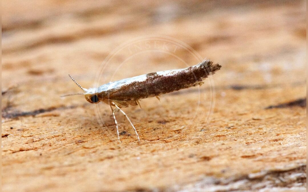 Her ses et billede af arten Argyresthia semifusca. Fotoet er taget af Ben Sale og hentet fra Wikimedia Commons (CC BY 2.0).