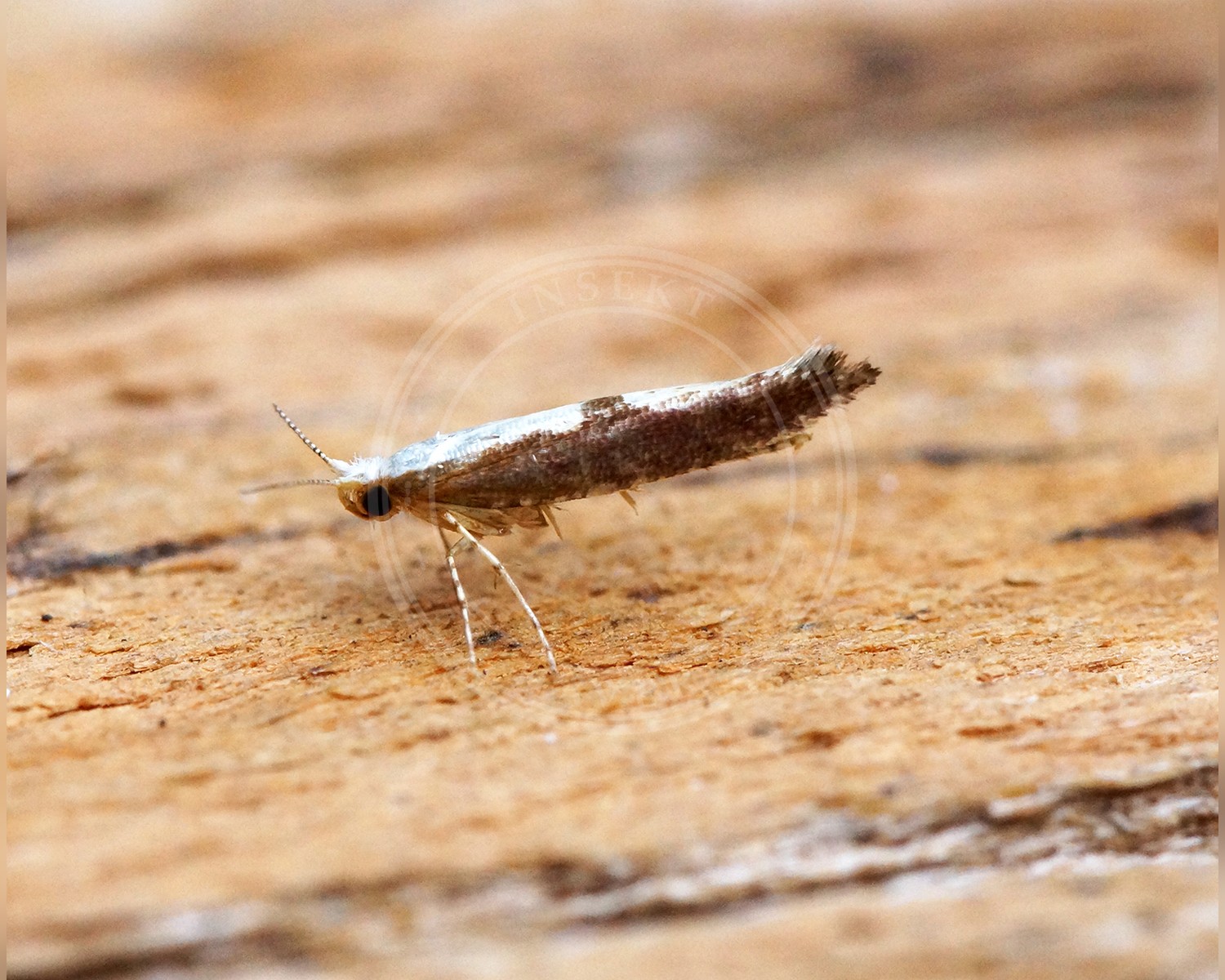 Her ses et billede af arten Argyresthia semifusca. Fotoet er taget af Ben Sale og hentet fra Wikimedia Commons (CC BY 2.0).