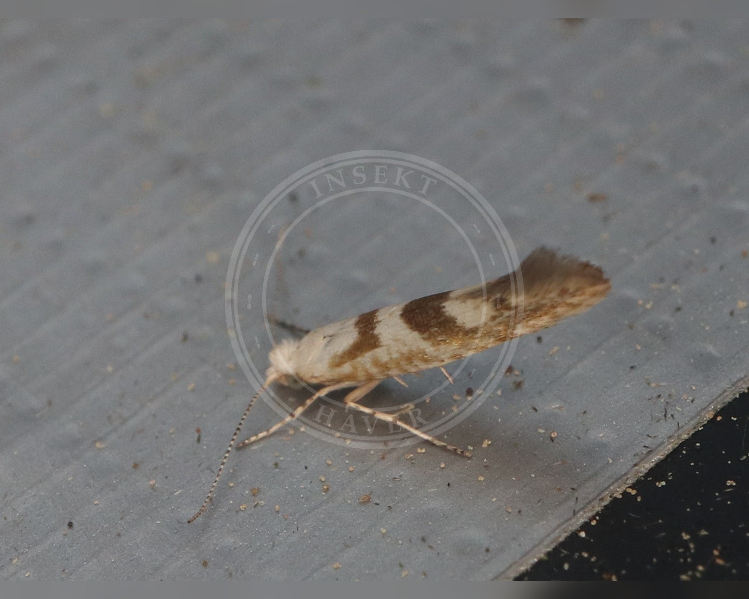 Her ses et billede af arten Argyresthia sorbiella. Billedet er hentet fra iNaturalist (CC0).