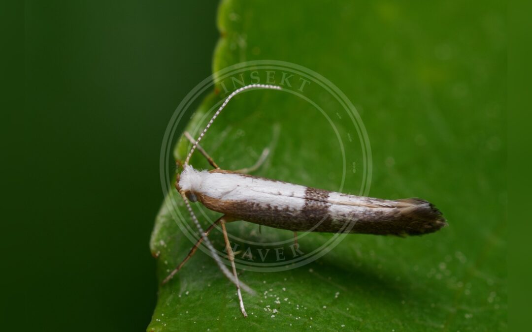 Her ses et billede af arten Argyresthia spinosella. Fotoet er taget af Andrzej Chruślak og hentet fra iNaturalist (CC BY).