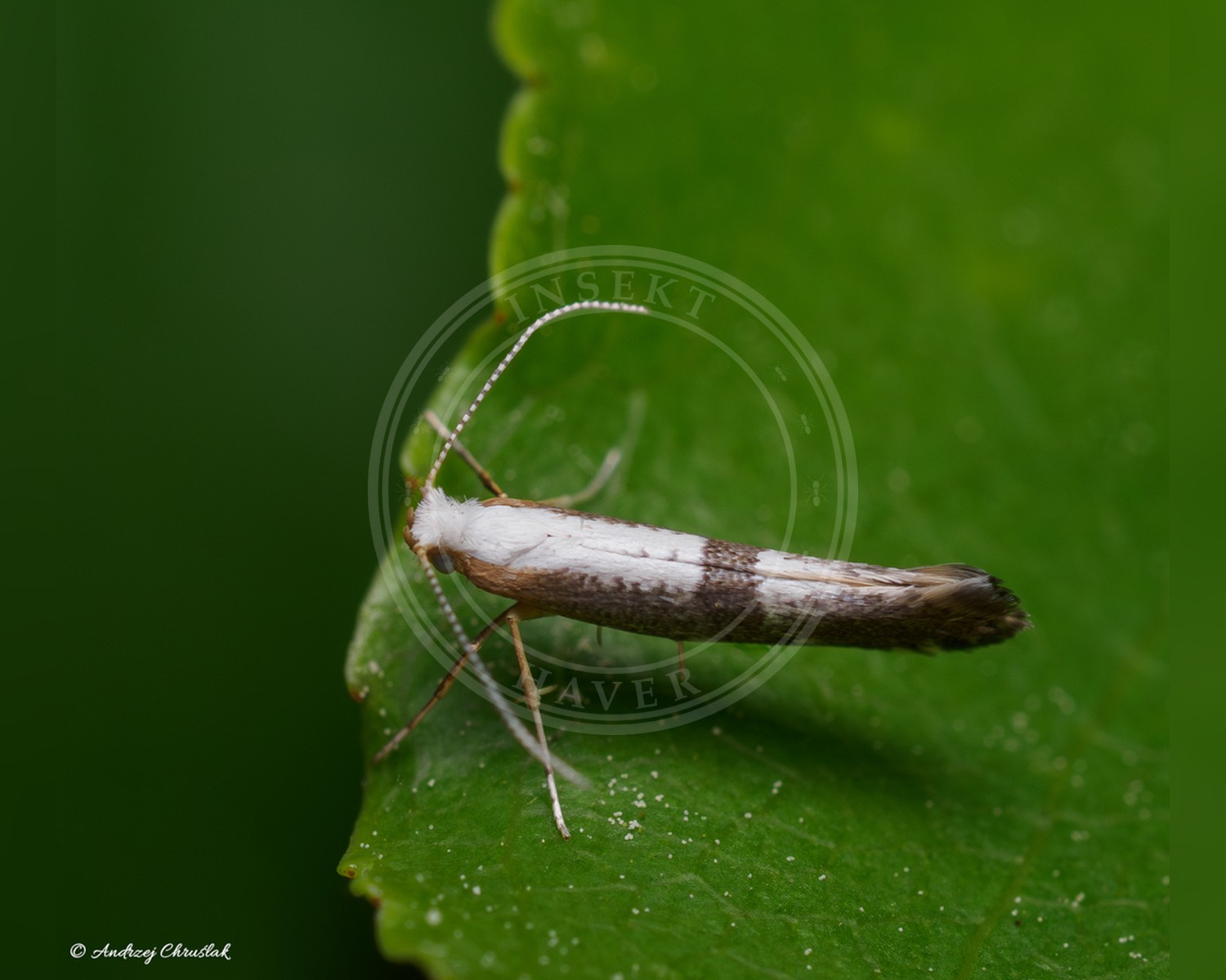 Her ses et billede af arten Argyresthia spinosella. Fotoet er taget af Andrzej Chruślak og hentet fra iNaturalist (CC BY).