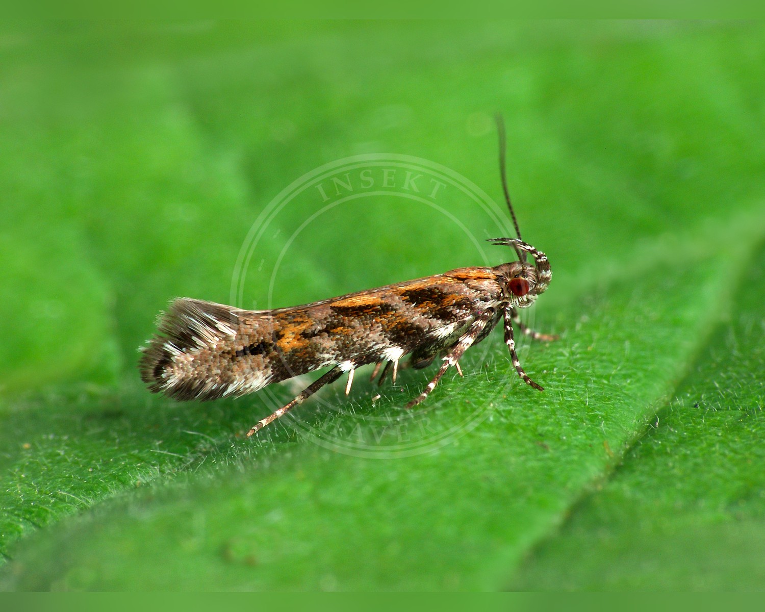 Her ses et billede af arten Aristotelia ericinella. Fotoet er taget af Patrick Clement og hentet fra Wikimedia Commons (CC BY 2.0).