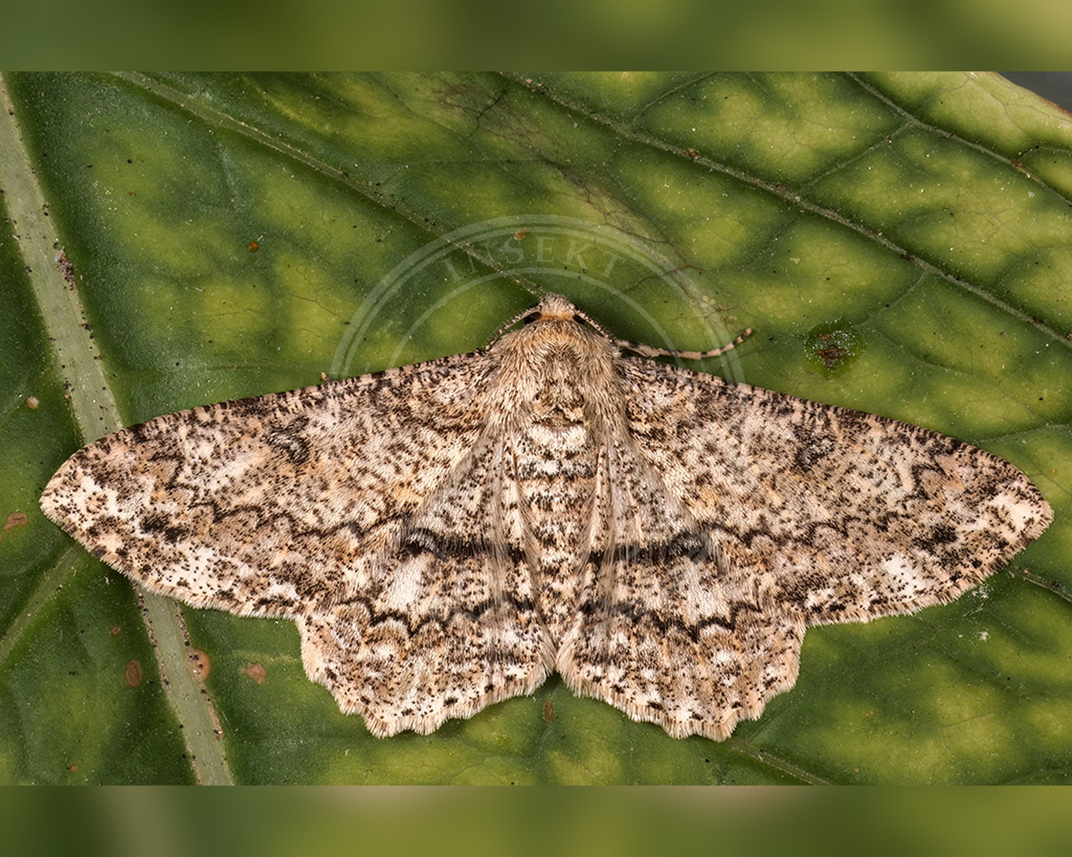 Her ses et billede af arten Ascotis selenaria. Billedet er hentet fra iNaturalist (CC0).