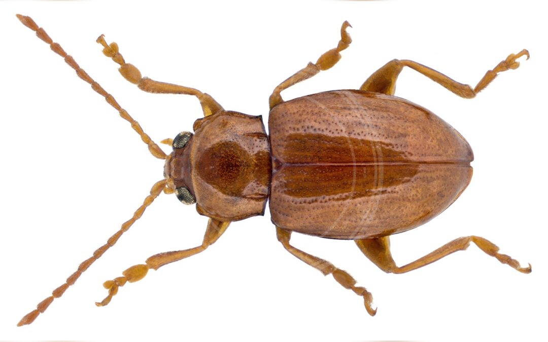 Her ses et billede af arten Asiorestia Brevicollis (Neocrepidodera brevicollis). Fotoet er taget af Udo Schmidt og hentet fra Wikimedia Commons (CC BY-SA 2.0).
