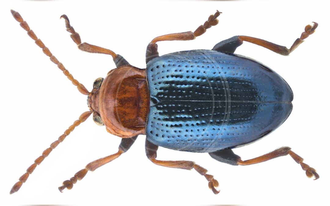 Her ses et billede af arten Asiorestia Femorata (Neocrepidodera femorata). Fotoet er taget af Udo Schmidt og hentet fra Wikimedia Commons (CC BY-SA 2.0).