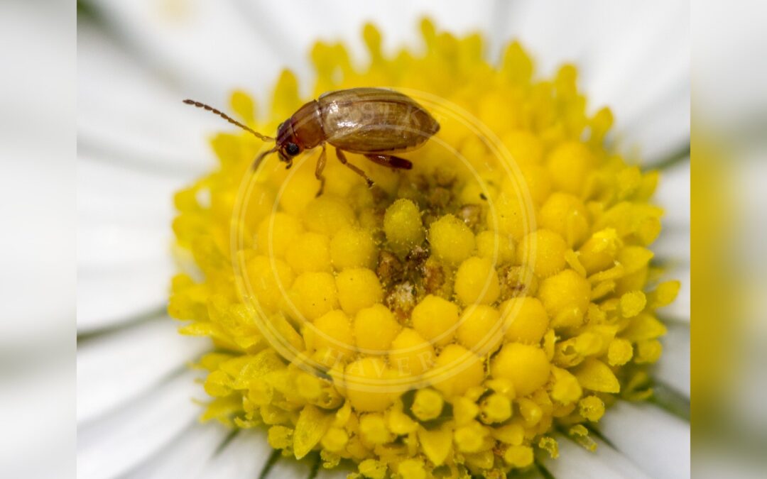 Her ses et billede af arten Asiorestia Transversa (Neocrepidodera transversa). Fotoet er taget af Nikk og hentet fra Wikimedia Commons (CC BY 2.0).