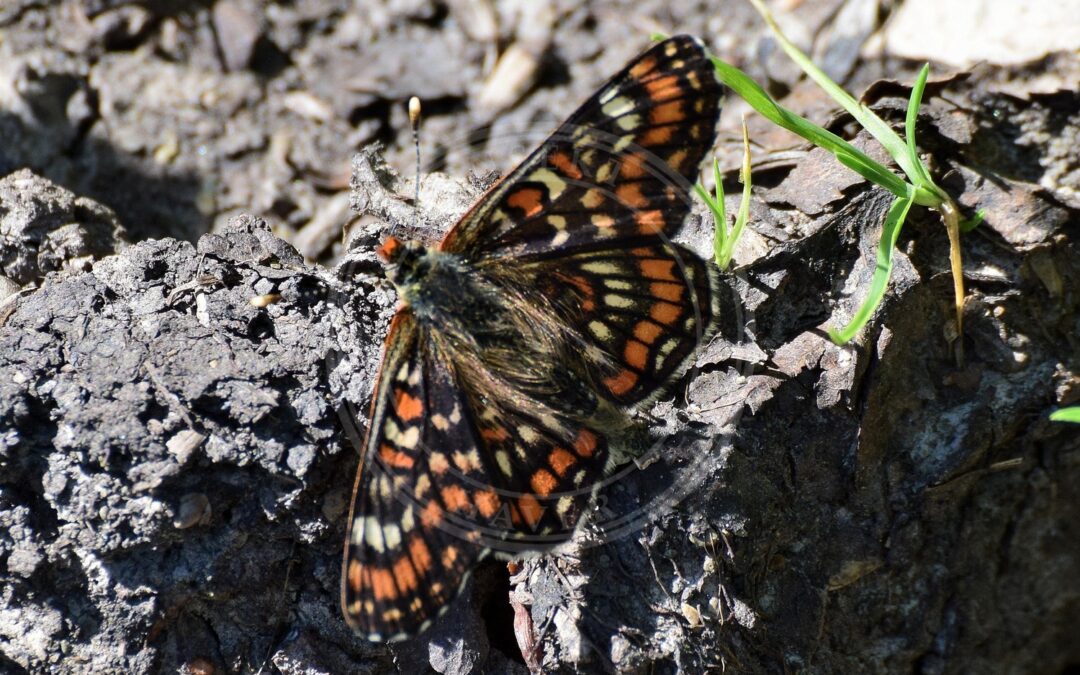 Askepletvinge – Euphydryas maturna