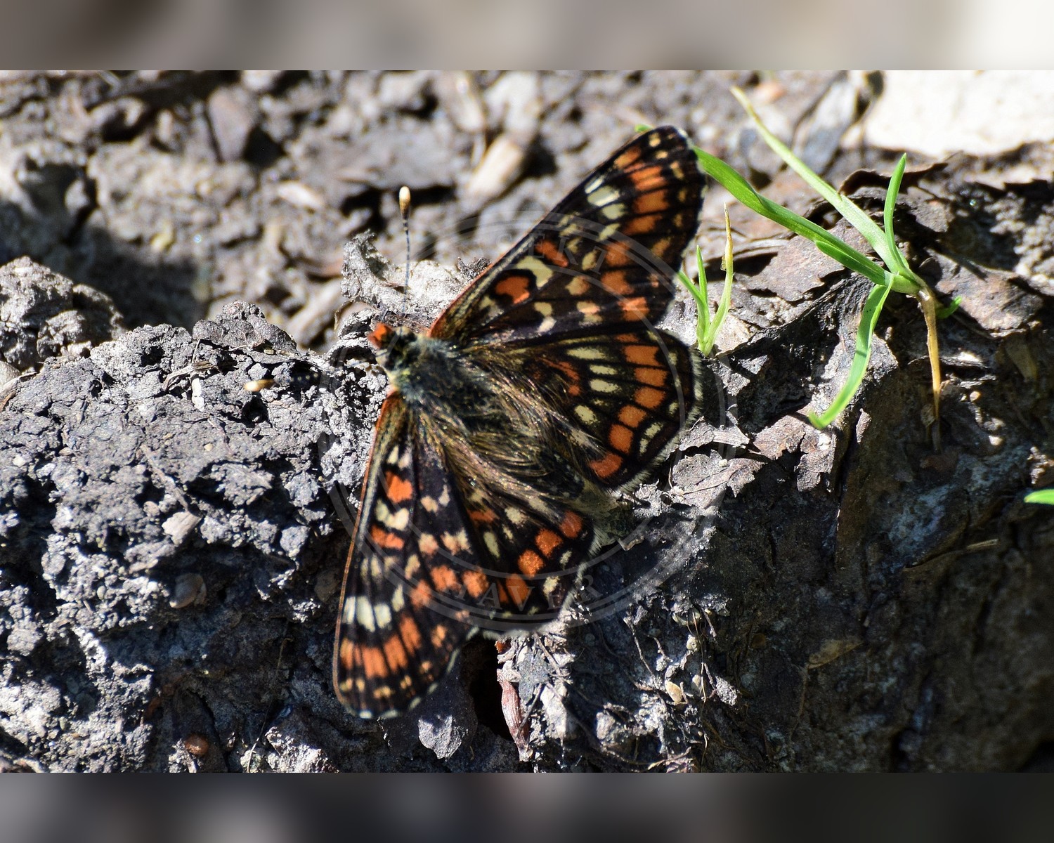 Her ses et billede af arten Askepletvinge (Euphydryas maturna). Fotoet er taget af Evgeny Boginsky og hentet fra Wikimedia Commons (CC BY-SA 4.0).