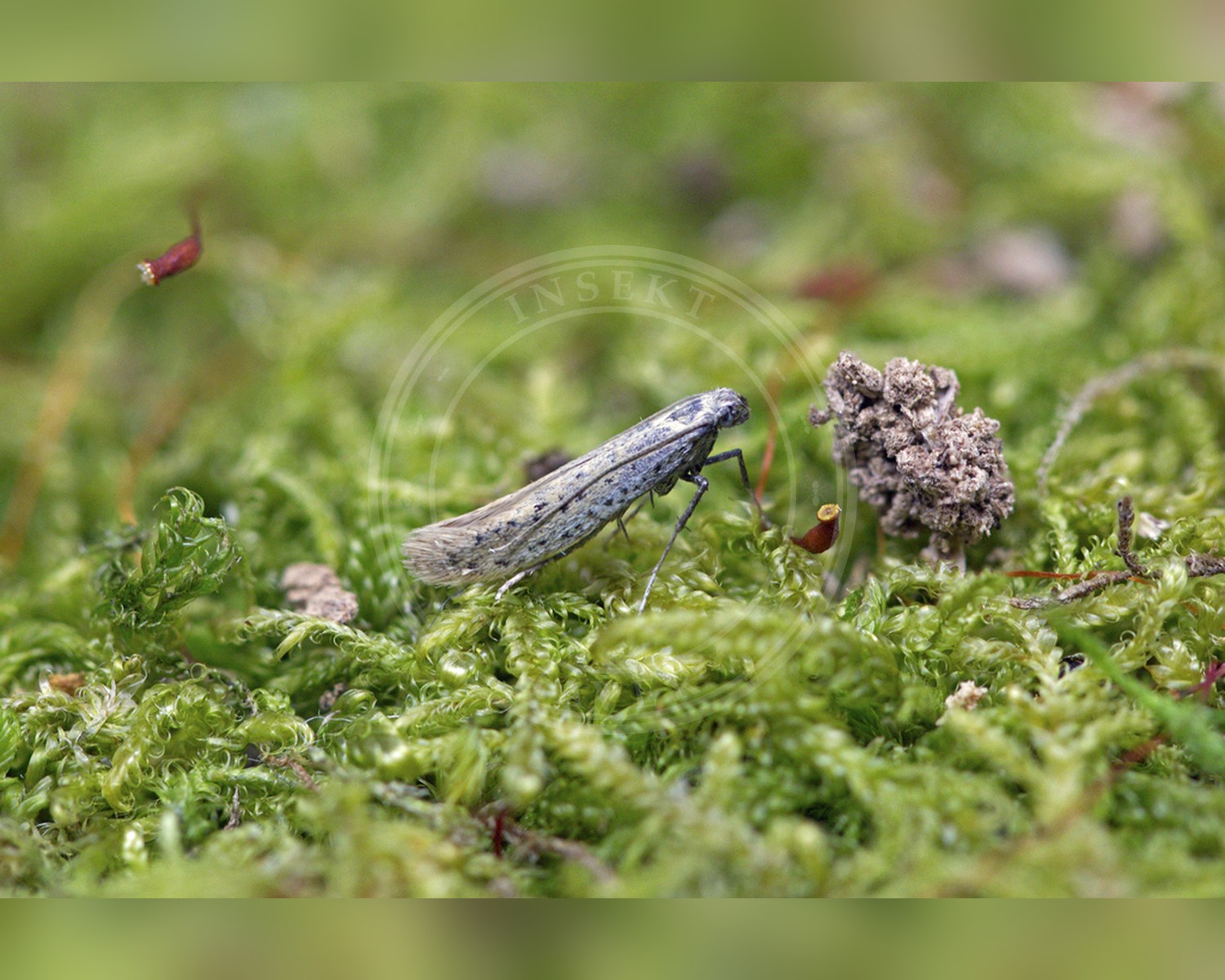 Her ses et billede af arten Aspilapteryx tringipennella. Fotoet er taget af Nigel Voaden og hentet fra iNaturalist (CC BY).