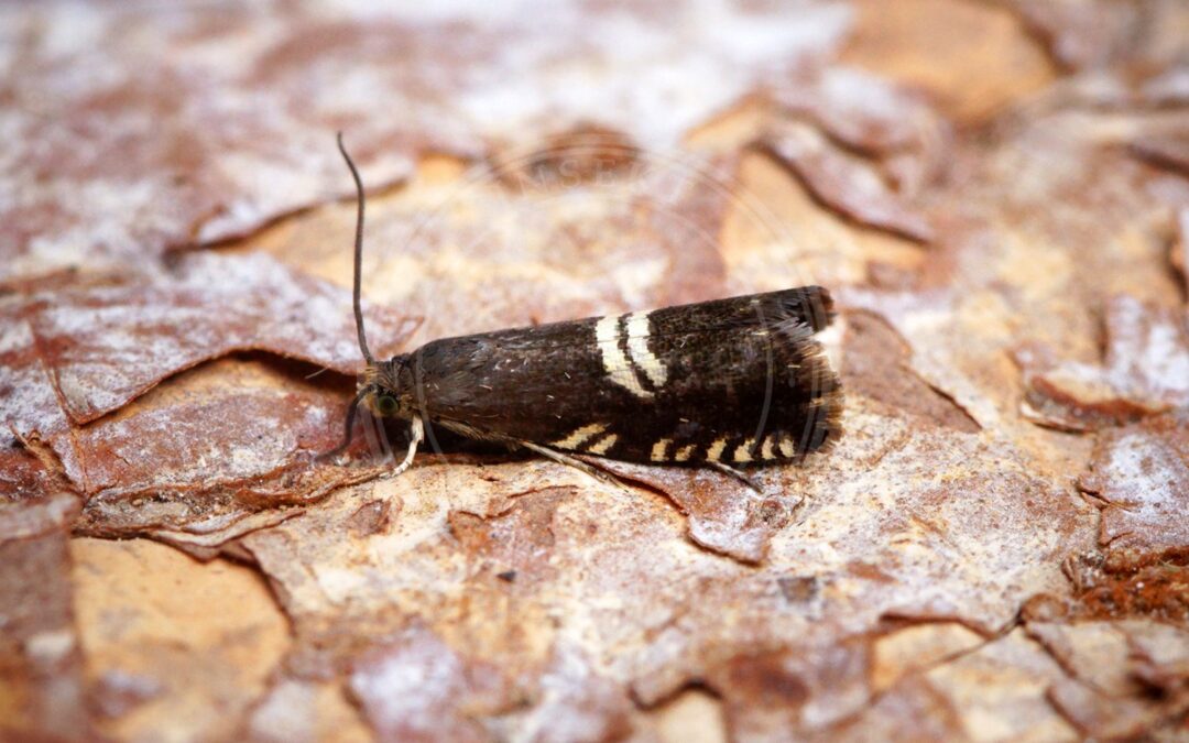 Astragelvikler – Grapholita pallifrontana