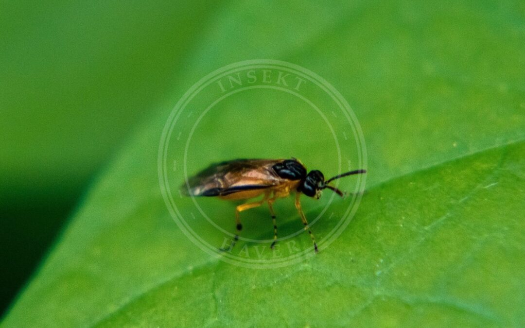 Her ses et billede af arten Athalia cordata. Fotoet er taget af David Ashcroft og hentet fra iNaturalist (CC BY).