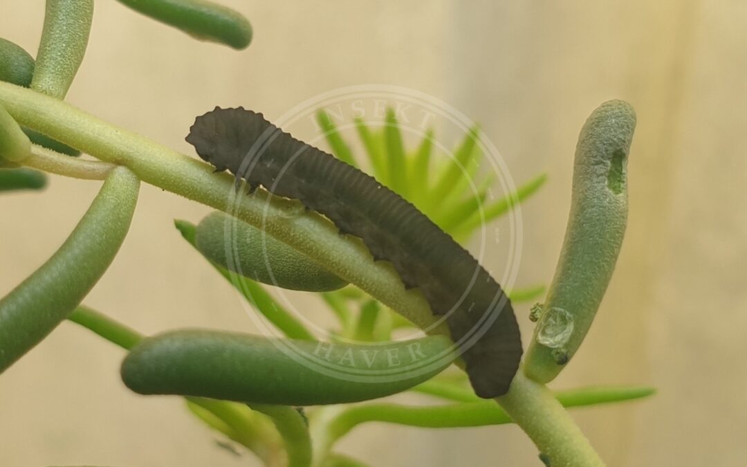 Her ses et billede af en larve af arten Athalia cornubiae. Fotoet er taget af Clément Maouche og hentet fra iNaturalist (CC BY).