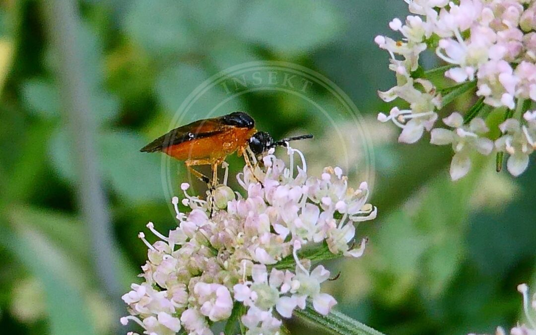 Her ses et billede af arten Athalia liberta. Billedet er hentet fra iNaturalist (CC0).