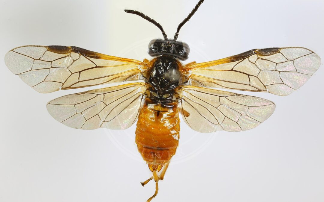 Her ses et billede af arten Athalia scutellariae. Fotoet er taget af Janet Graham og hentet fra Wikimedia Commons (CC BY 2.0).