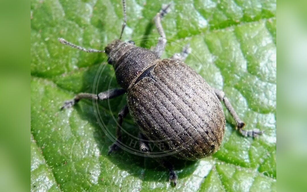 Her ses et billede af arten Attactogenus Plumbeus (Attactagenus plumbeus). Fotoet er taget af Barry Walter og hentet fra iNaturalist (CC BY).