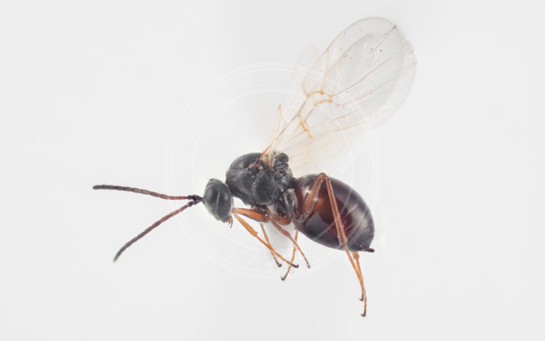 Her ses et billede af arten Aulacidea hieracii. Fotoet er taget af Arnstein Staverløkk, Norsk institutt for naturforskning og hentet fra Wikimedia Commons (CC BY-SA 4.0).