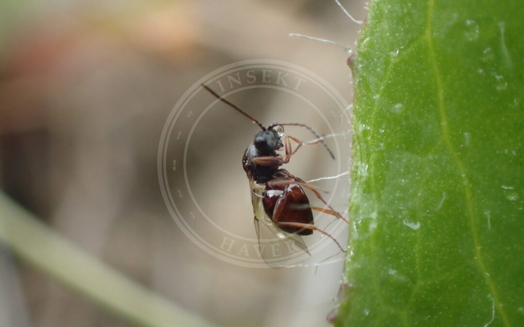 Her ses et billede af arten Aulacidea subterminalis. Fotoet er taget af Liadan Dickie og hentet fra iNaturalist (CC BY).