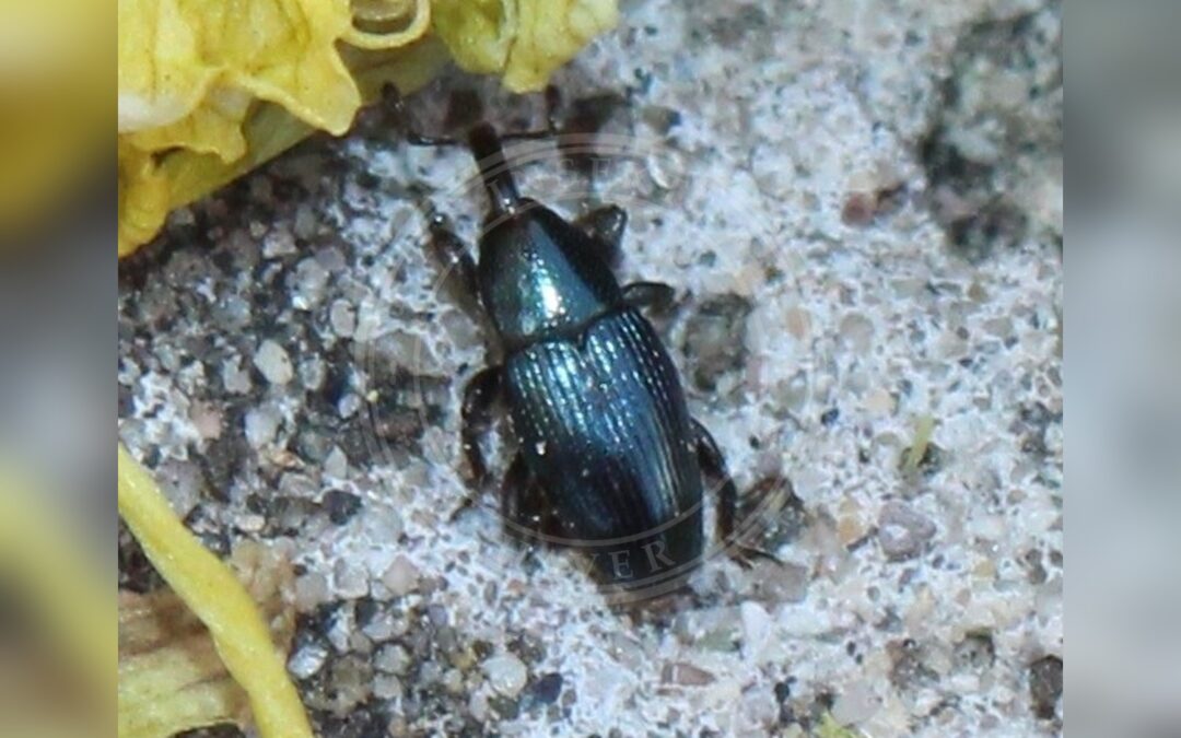 Her ses et billede af arten Aulacobaris lepidii. Fotoet er taget af adam1420 og hentet fra iNaturalist (CC BY).