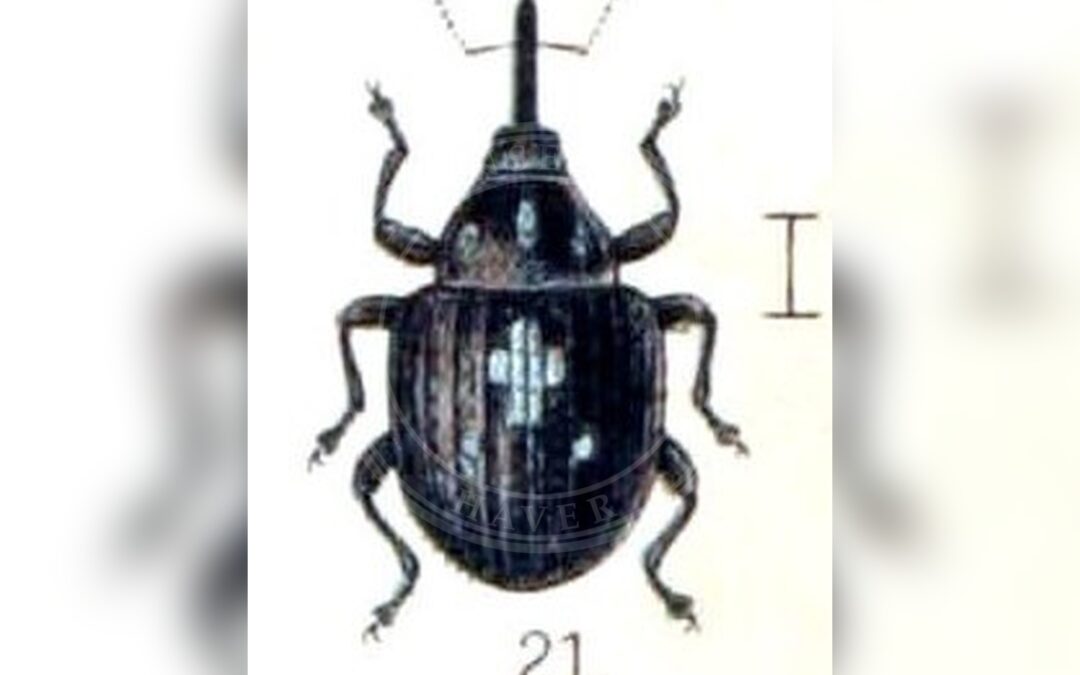 Her ses et billede af arten Auleutes epilobii. Fotoet er taget af Edmund Reitter og hentet fra Wikimedia Commons (Public domain).
