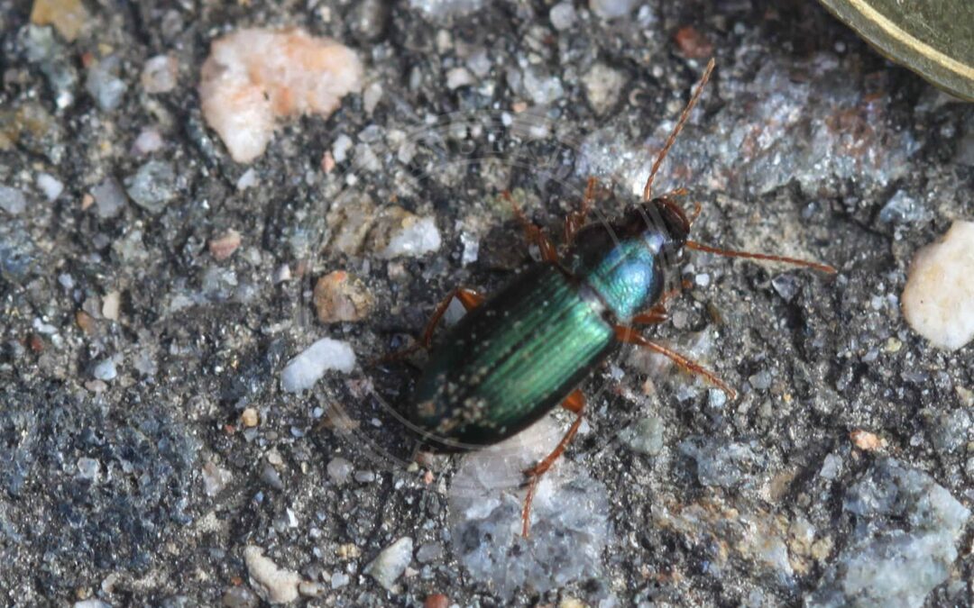 Her ses et billede af arten Azurblå Kalkløber (Ophonus azureus). Fotoet er taget af Slimguy og hentet fra Wikimedia Commons (CC BY 4.0).