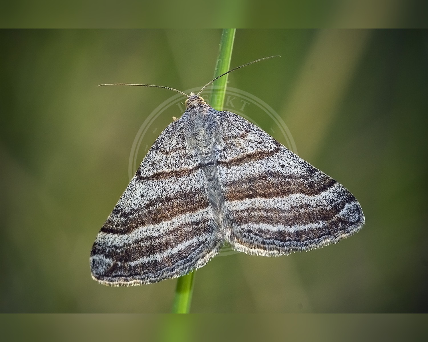 Her ses et billede af arten Båndet Mørkvingemåler (Scotopteryx coarctaria). Fotoet er taget af www.invertebradosdehuesca.com og hentet fra Wikimedia Commons (CC BY 3.0 es).