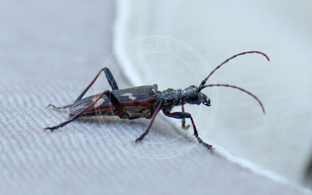 Her ses et billede af arten Båndet Tandbuk (Rhagium bifasciatum). Fotoet er taget af ©noisytoy.net og hentet fra Wikimedia Commons (CC BY-SA 4.0).
