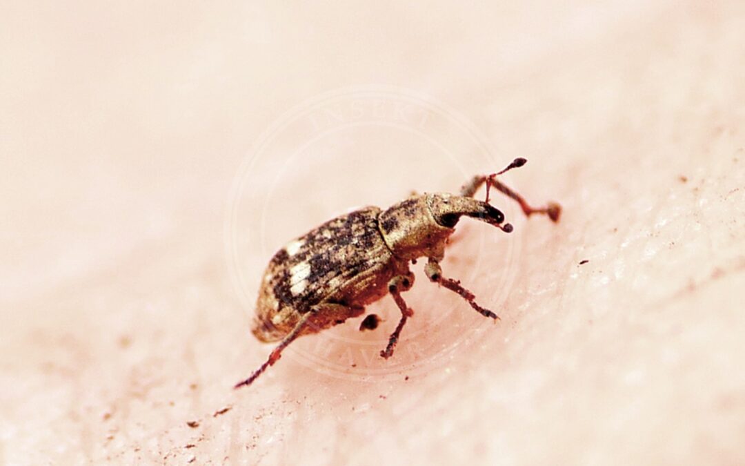 Her ses et billede af arten Bagous alismatis. Fotoet er taget af Johan Kjær Prehn og hentet fra iNaturalist (CC BY).