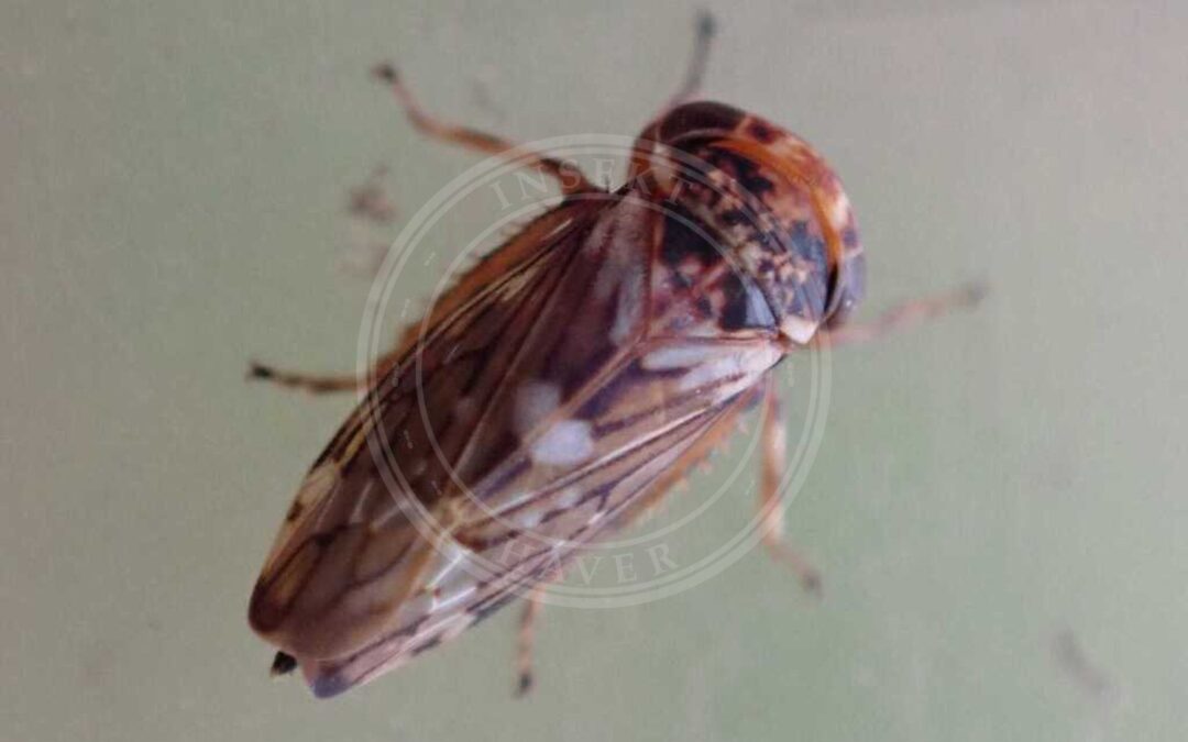 Her ses et billede af arten Balcanocerus larvatus. Fotoet er taget af Sascha Nunheim og hentet fra iNaturalist (CC BY).