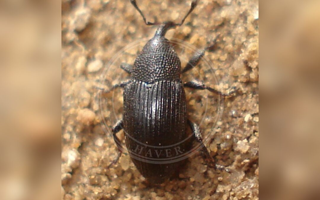 Her ses et billede af arten Baris artemisiae. Fotoet er taget af Sanja565658 og hentet fra Wikimedia Commons (CC BY-SA 3.0).