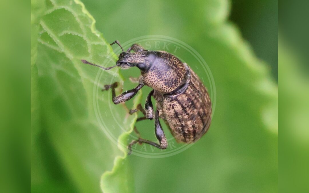Her ses et billede af arten Barynotus obscurus. Fotoet er taget af Will Linnard og hentet fra iNaturalist (CC BY).