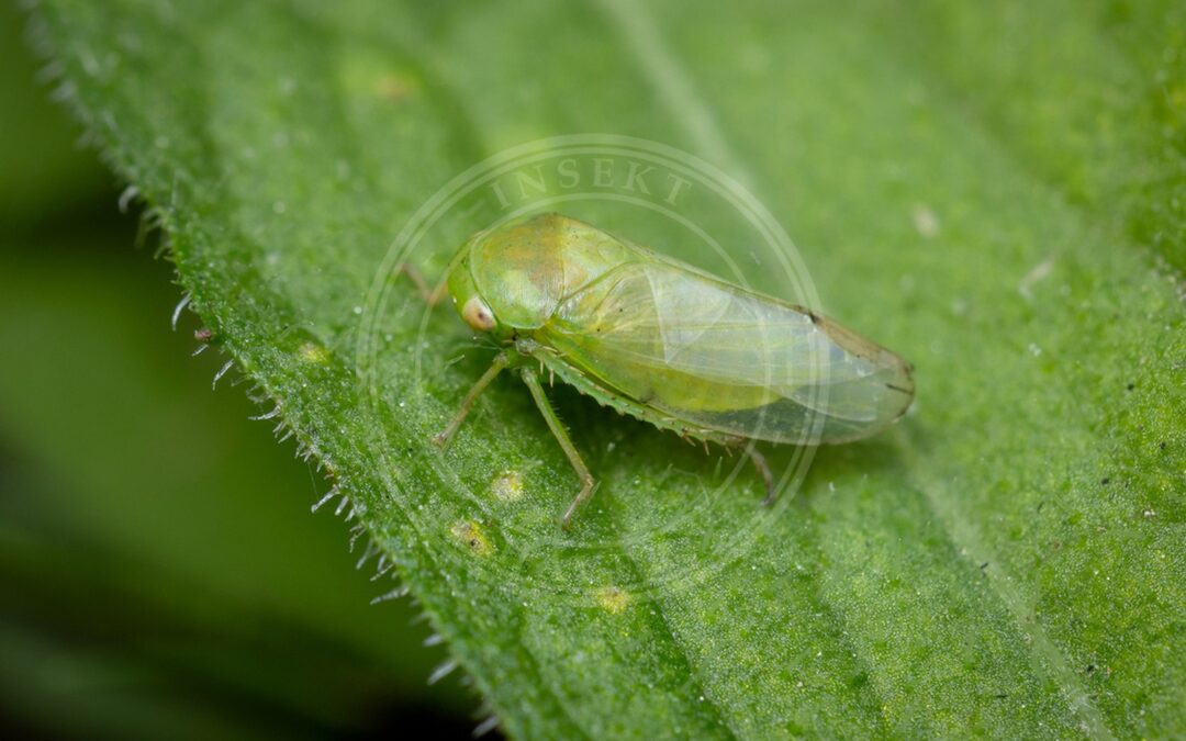 Her ses et billede af arten Batracomorphus allionii. Fotoet er taget af Chris Kirby-Lambert og hentet fra iNaturalist (CC BY).