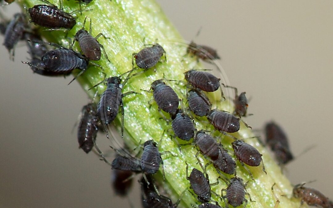 Her ses et billede af arten Bedebladlus (Aphis fabae). Fotoet er taget af Alvesgaspar og hentet fra Wikimedia Commons (CC BY-SA 3.0).
