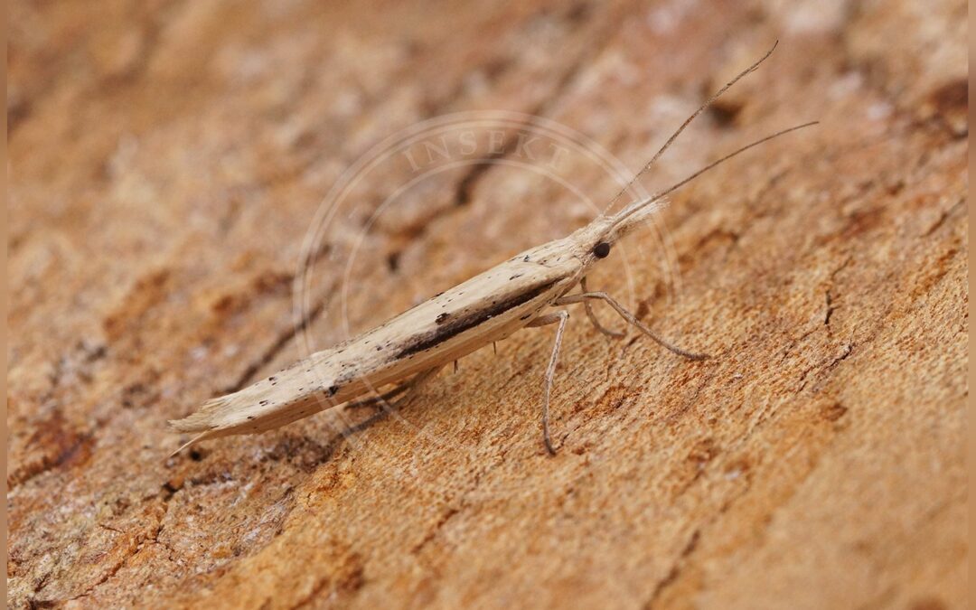 Her ses et billede af arten Benvedmøl (Ypsolopha mucronella). Fotoet er taget af Ben Sale og hentet fra Wikimedia Commons (CC BY 2.0).
