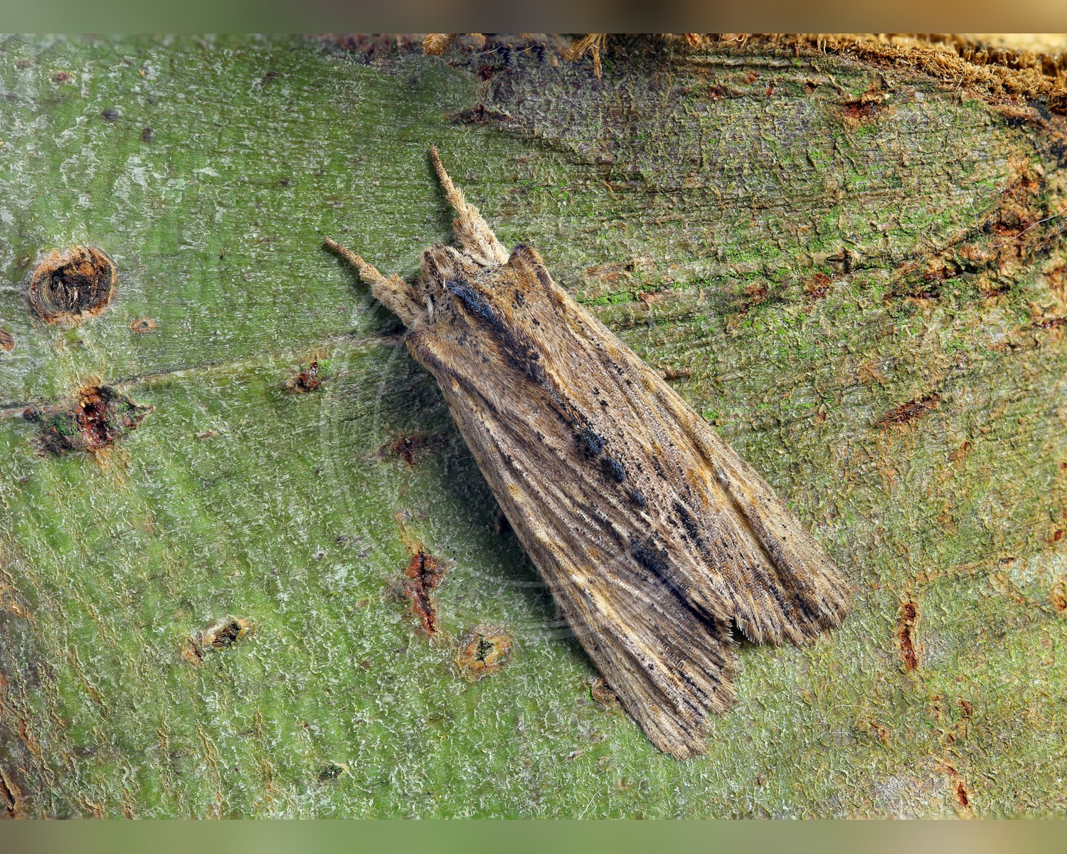 Her ses et billede af arten Birke-Stenugle (Lithophane semibrunnea). Fotoet er taget af Patrick Clement og hentet fra Wikimedia Commons (CC BY 2.0).