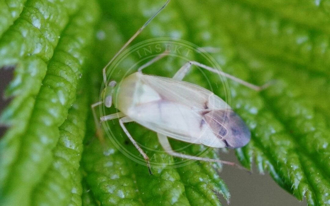 Her ses et billede af arten Birkeblomstertæge (Neolygus contaminatus). Fotoet er taget af AfroBrazilian og hentet fra Wikimedia Commons (CC BY-SA 4.0).
