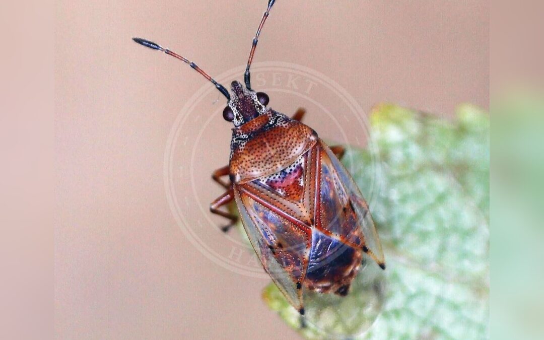 Her ses et billede af arten Birkefrøtæge (Kleidocerys resedae). Fotoet er taget af Barry Walter og hentet fra iNaturalist (CC BY).