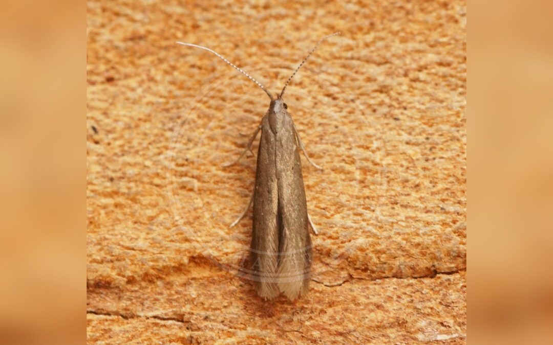 Her ses et billede af arten Birkesækmøl (Coleophora serratella). Fotoet er taget af Ben Sale og hentet fra Wikimedia Commons (CC BY 2.0).