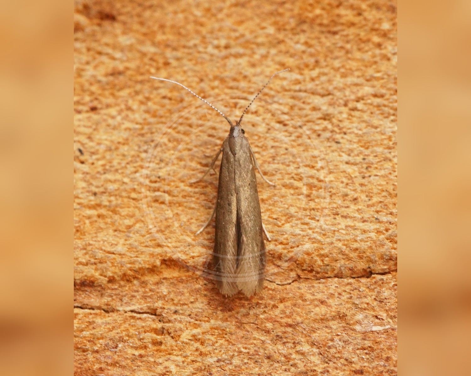 Her ses et billede af arten Birkesækmøl (Coleophora serratella). Fotoet er taget af Ben Sale og hentet fra Wikimedia Commons (CC BY 2.0).
