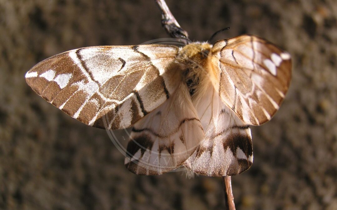 Birkespinder – Endromis versicolora