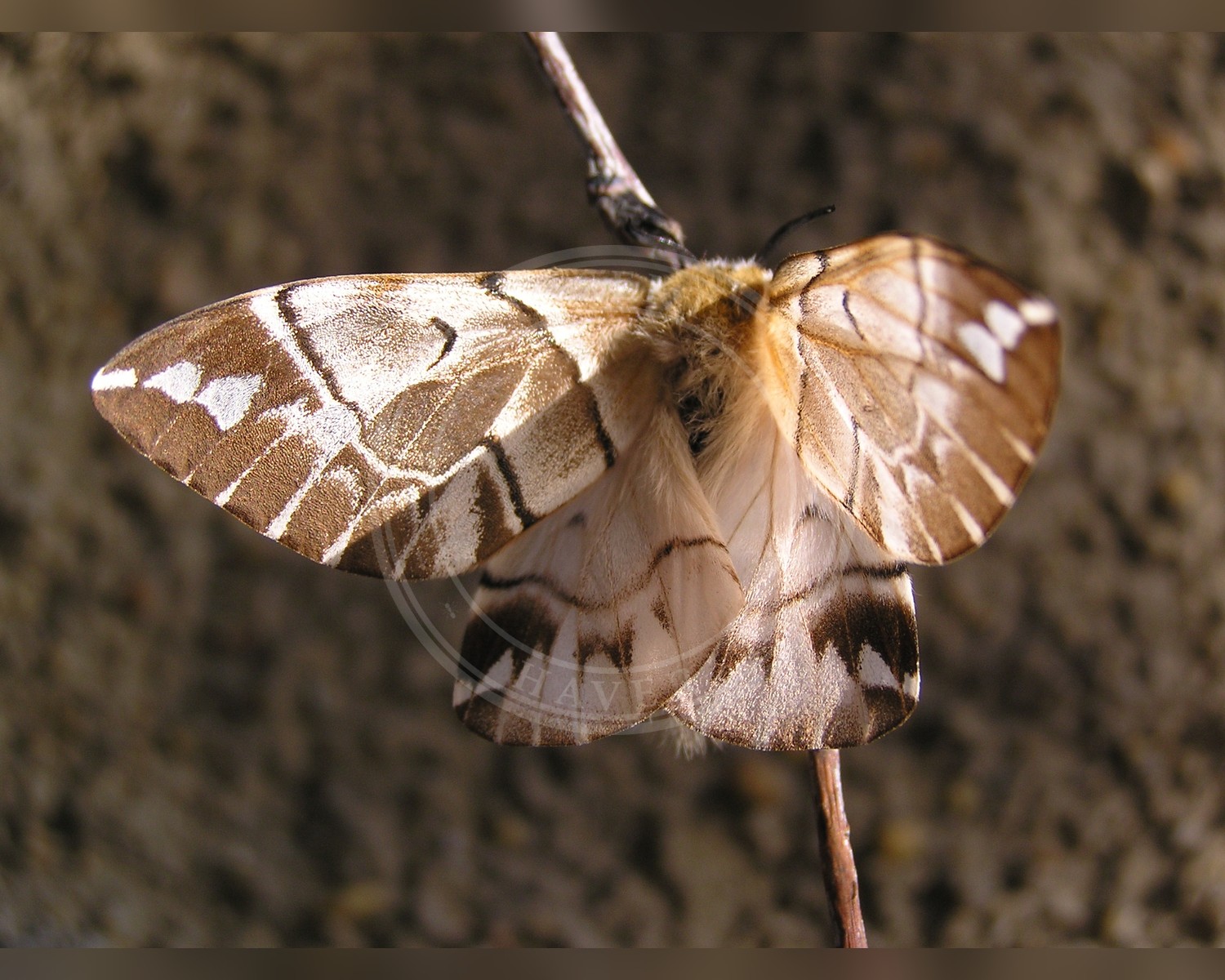 Her ses et billede af arten Birkespinder (Endromis versicolora). Fotoet er taget af No machine-readable author provided. Seevieh~commonswiki assumed (based on copyright claims). og hentet fra Wikimedia Commons (CC BY-SA 3.0).