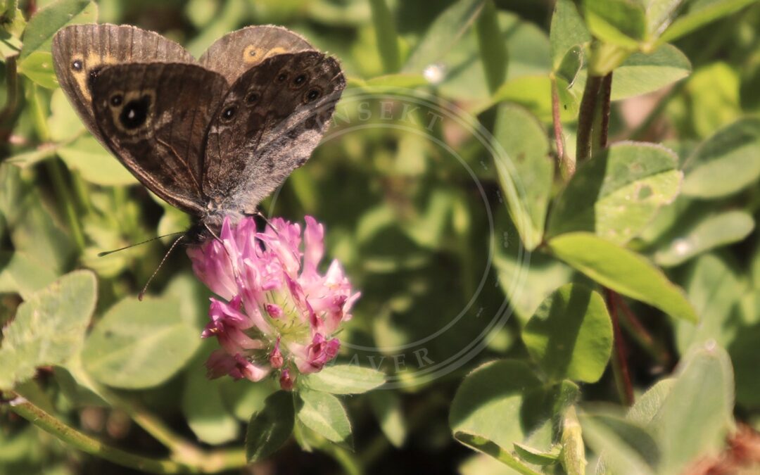 Her ses et billede af arten Bjerg-Vejrandøje (Lasiommata petropolitana). Fotoet er taget af Alexanderkoskinen og hentet fra Wikimedia Commons (CC BY-SA 4.0).