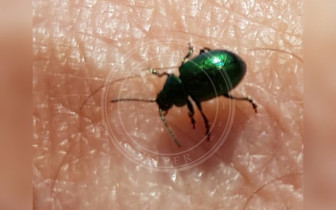 Her ses et billede af arten Bjergguldbille (Chrysolina graminis). Fotoet er taget af Storye book og hentet fra Wikimedia Commons (CC BY-SA 4.0).