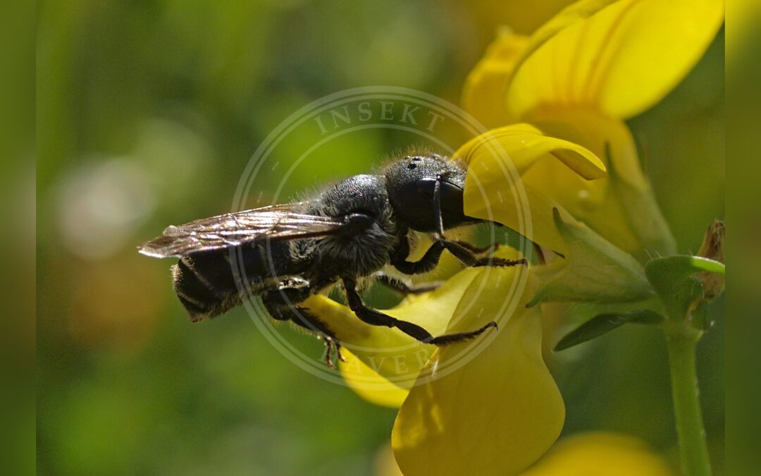 Her ses et billede af arten Blå Murerbi (Osmia caerulescens). Fotoet er taget af Line Sabroe og hentet fra Wikimedia Commons (CC BY 2.0).