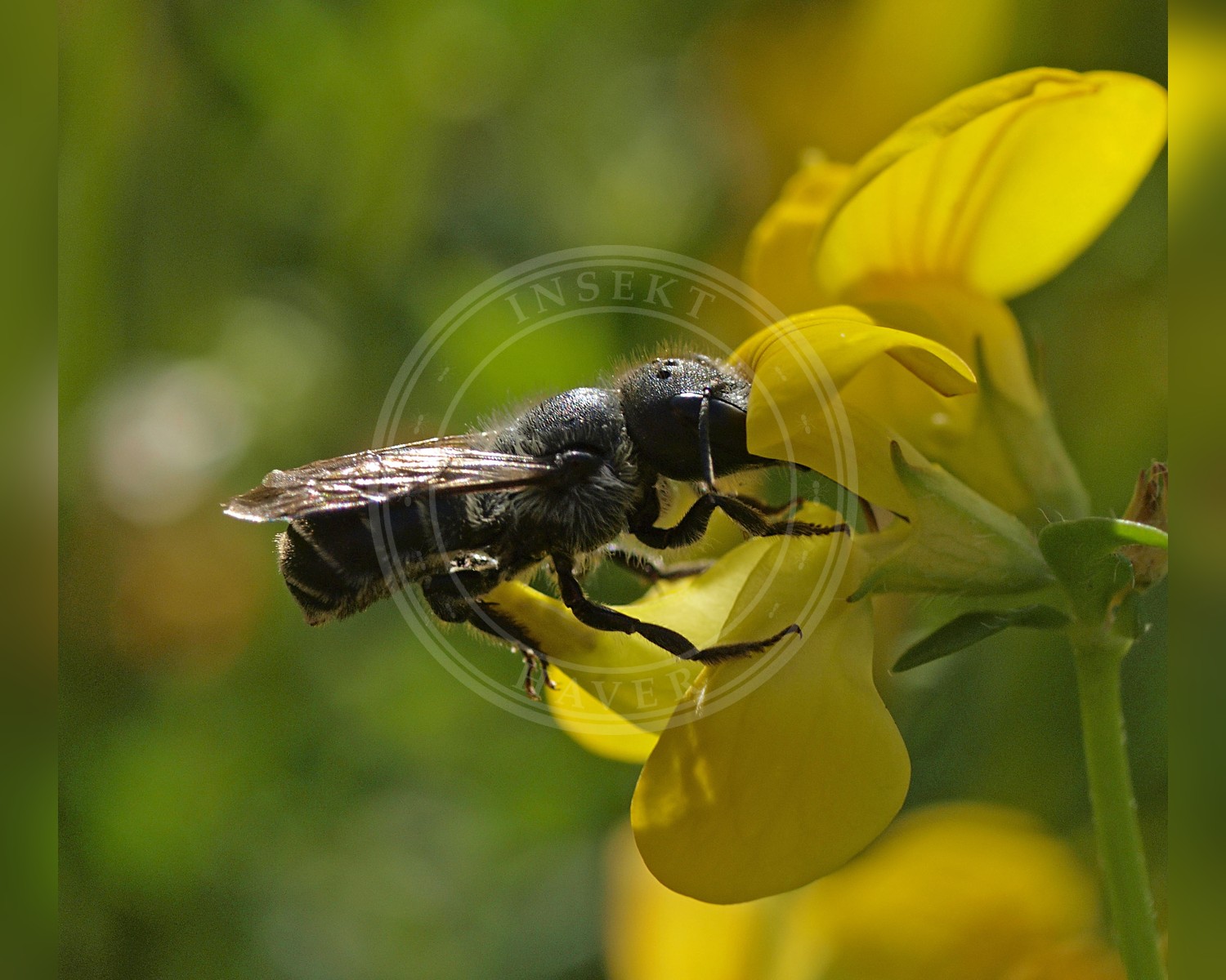 Her ses et billede af arten Blå Murerbi (Osmia caerulescens). Fotoet er taget af Line Sabroe og hentet fra Wikimedia Commons (CC BY 2.0).