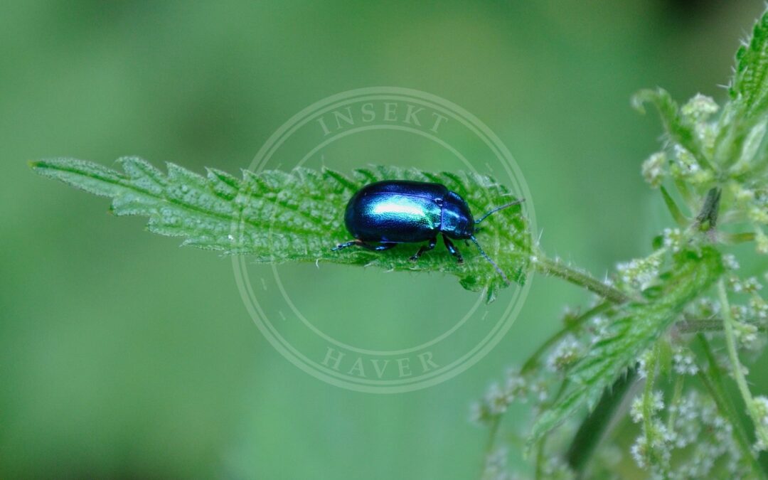 Her ses et billede af arten Blå Mynteguldbille (Chrysolina coerulans). Fotoet er taget af Hansueli Krapf This file was uploaded with Commonist. og hentet fra Wikimedia Commons (CC BY-SA 3.0).
